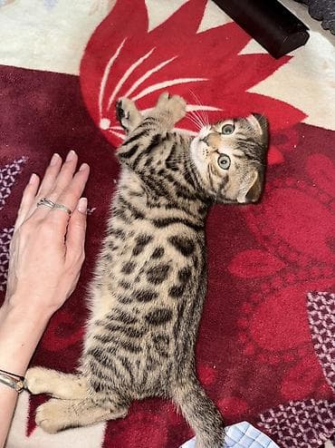 живой корм: Котята! папа бенгал. мама шотландская вислоухая. 2 девочки и один — 9