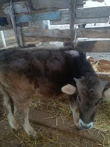 бычок симентал: Продаю | Корова (самка) | Для разведения | Привязанные — 8