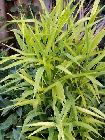 цветочница: Лилейники (Hemerocallis) и декоративные многолетники для сада. - — 4