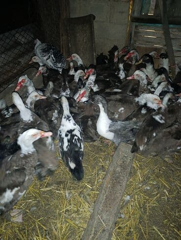 купить попугая: Продаются утки и селезни селезни крупные утки 600 сом селезни 1500 тыс — 3