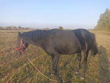 скот продаю: Продаю | Конь (самец) — 5