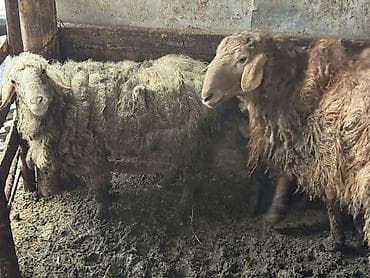 лайки собаки: Продаю | Овца (самка) | Полукровка | Для разведения | Осеменитель, Ярка, Ягнившаяся — 4