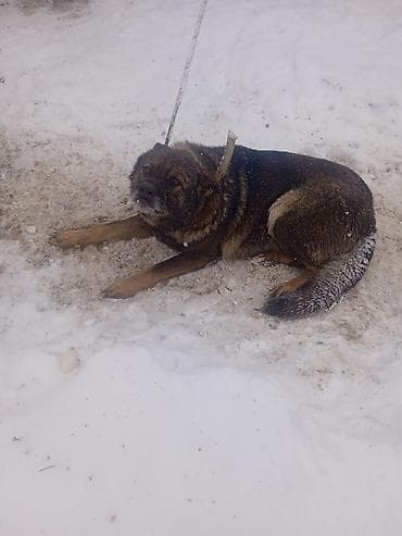 Кемирүүчүлөр: Собака на привязи (дворовая/охранная). Крупная, крепкого телосложения — 2