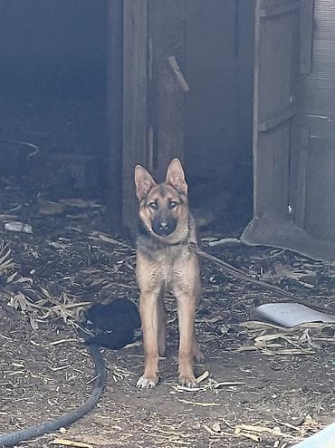 Чистокровный немецкий овчарка 7-месяц (самец) С прививкой. Немецкая