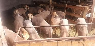 щенки пекинеса: Продаю | Овца (самка), Ягненок | Арашан | Для разведения | Ярка — 3