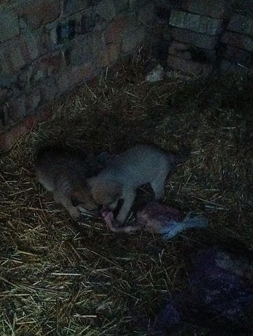 1 год, Самка, С родословной