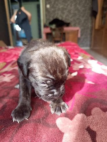 шкура крс: Кане-корсо, 1 месяц, Самец, С прививкой, С родословной — 4