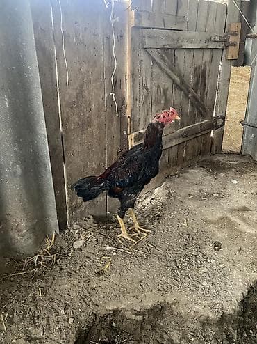 союшка кой: Дакан пять месяцев продается Срочно срочно срочно !!!!!!!!!!! — 3