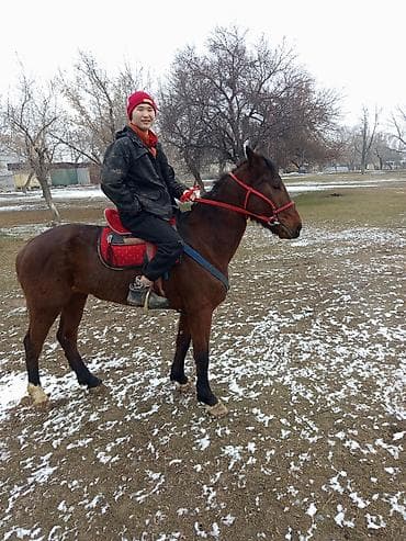 боксер собака: Продаю | Конь (самец) | Полукровка | Конный спорт — 1