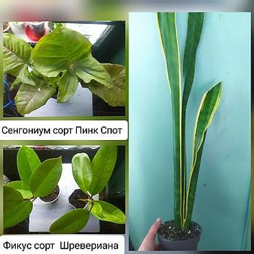 цветы для кафе: Продаю цветы — 1