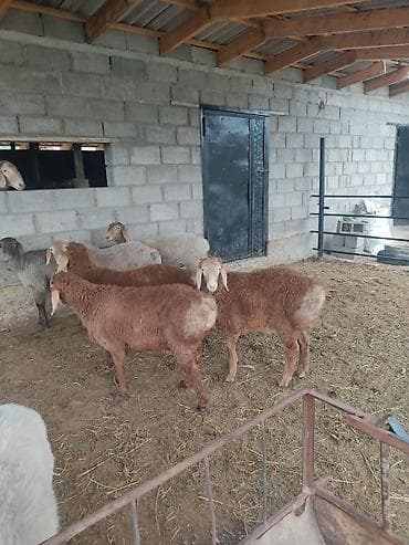 булан животное: Продаю | Баран (самец) | Для разведения | Племенные — 3