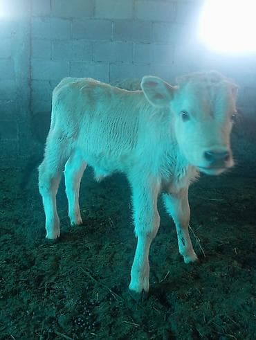 кукуруза белая: Продаю | Бык (самец), Тёлка | Швицкая | На откорм, Для разведения — 2