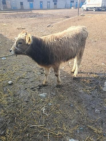 бир: Сатам | Бука (эркек) | Бордоп семиртүү үчүн | Байланган — 3