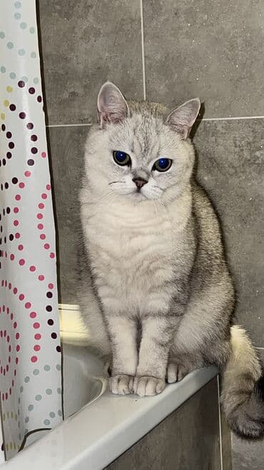 Британская короткошёрстная, 2 года, Девочка, Белый, С документами