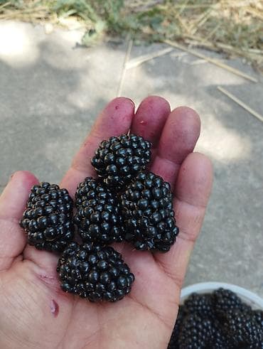 Крупы, мука, сахар: Ежевика — 2