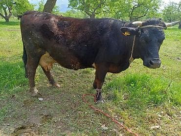 Продаю | Корова (самка) | Алатауская, Швицкая | Для разведения, Для молока | Стельные, Искусственник — 1