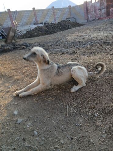 Кошки: Продаю | Кобыла (самка) | Для разведения — 7