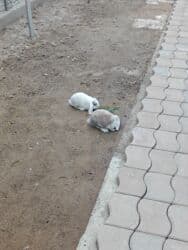 кролик купить декоративный: Продам декоративных кроликов — 1