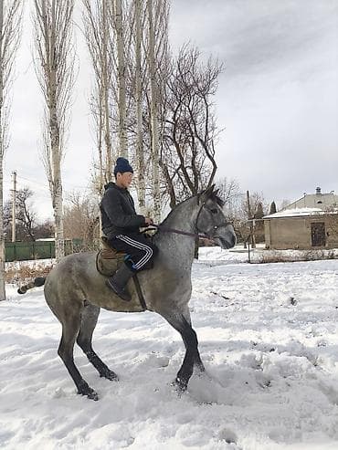 уйу: Сатам | Жылкы (эркек) | Жумушка | Мерин — 5