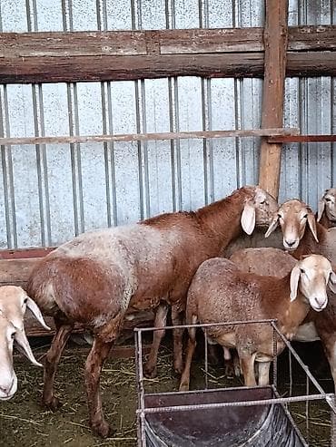 индийский морской рис: Продаю | Овца (самка) | Для разведения | Матка — 6