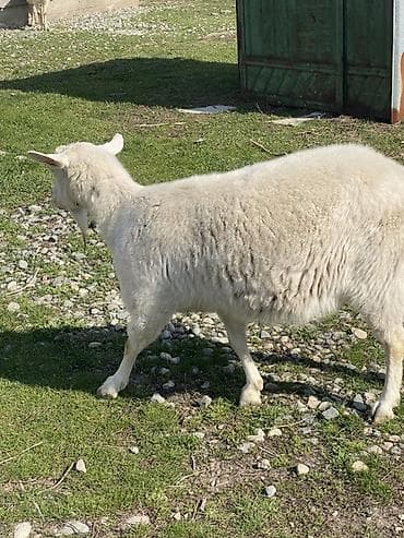 Аквариумдар: Сатам | Эчки (ургаачы) | Көбөйтүү үчүн — 4