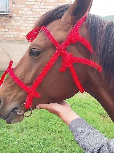 кара балта животные: Продаю | Кобыла (самка), Конь (самец), Жеребец — 5