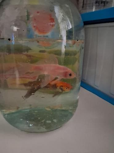 крабы бишкек купить: Продаю рыбки 🐟 маленькие 2 штуки — 2