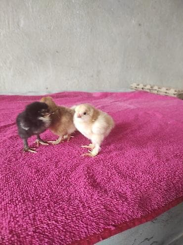 попугаи ара: Продаю цыплят брамы по 150с на фото видно родительское стадо — 3