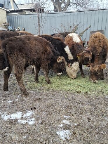 Айыл-чарба жаныбарлары: Сатам | Бука (эркек) | Аргын | Бордоп семиртүү үчүн — 7