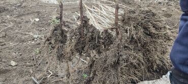 ПРОДАЮ саженцы черной смородины. ВЫСОКОУРОЖАЙНАЯ 12-14кг с куста