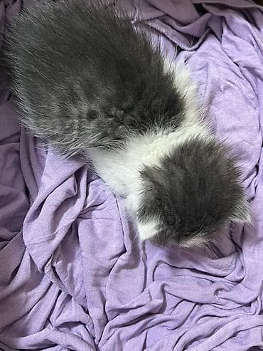 американская акита: Пушистый котёнок серо-белого окраса Маленький совсем. Нашла на улице — 1