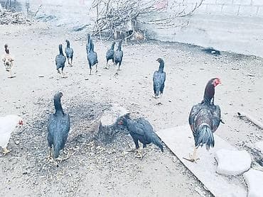 Кошки: Продаю бойцовых Курочек 
Звоните на телефон номер Вацап — 4