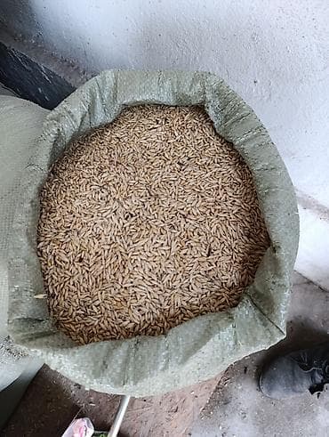 комбикорм для кур несушек: Арпа в мешках - Натуральное цельное зерно овса в шелухе - Фракция — 2