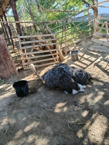 продать животных: Страусы (пара) - Вид: африканский страус, крупная — 5