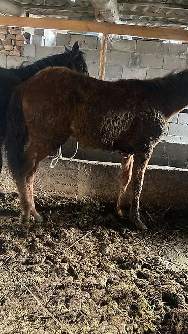 улуу тоо: Сатам | Байтал | Көбөйтүү үчүн — 5