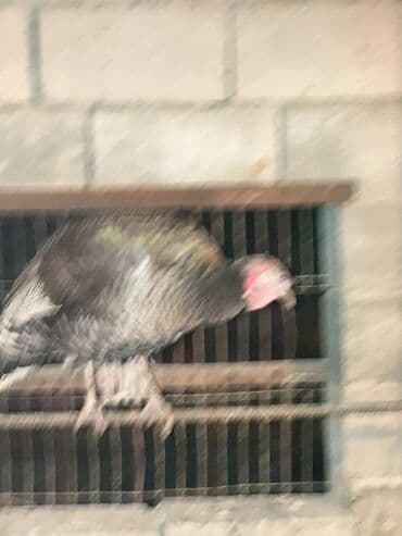 сиамский котёнок: Продаю | Индюшка (самка), Индюк (самец), Индюшата | Для разведения | Племенные — 9