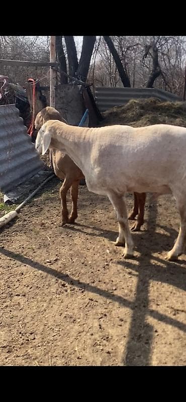 аршан кой: Продаю | Баран (самец) | Арашан | Для разведения | Осеменитель — 4