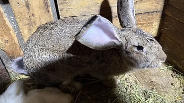 чычкан даары: Сатам | Эркек коен — 1
