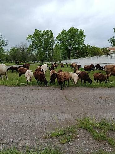 кой: Продаю | Овца (самка) — 2