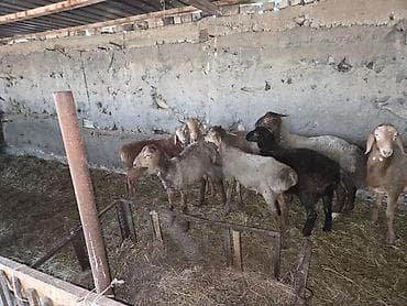 Продаю | Ягненок — 1