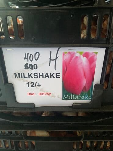 тюльпан оптом бишкек: Принимаем заказы на луковицу тюльпана, гиацинта, крокуса — 10