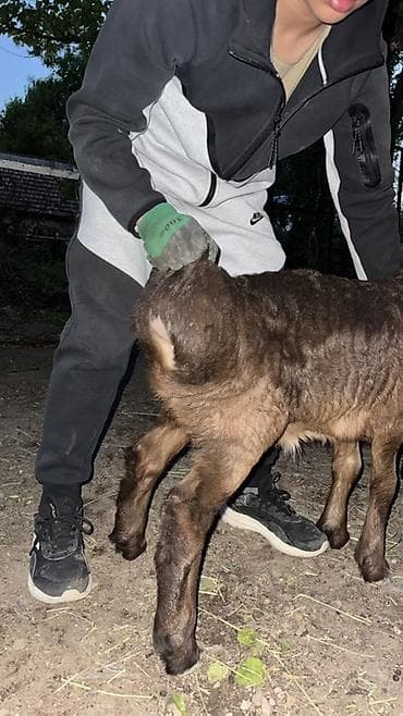 долан овцы: Продаю | Овца (самка), Ягненок, Баран (самец) | Арашан | Для разведения — 9