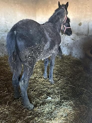 британская голубая кошка: Продаю | Жеребенок | Конный спорт — 3