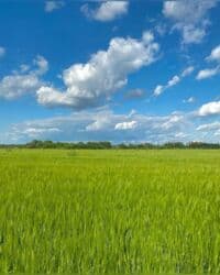 снять дом на долгосрочную аренду: 10 соток Для сельского хозяйства — 6