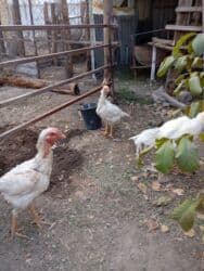 Аквариумы: Семейства — 2