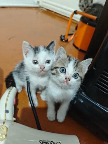 отдам породистых котят: Котята, домашние, ручные Описание: - Милые малыши из одного помёта — 8