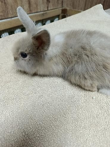 стол для аквариума: Продаю Кроликов декоративных, Отличный выбор для семьи и детей — 8