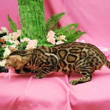 сколько стоит котенок британской золотой шиншиллы: Внимание бишкек .!! . Питомник бен гла мур предлагает чудесных — 6