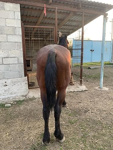 мака ош: Продаю | Жеребец | Рабочий — 10