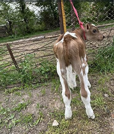 тюк люцерна: Продаю | Музоо, торпок | Швицкая | Для молока | Привязанные — 3